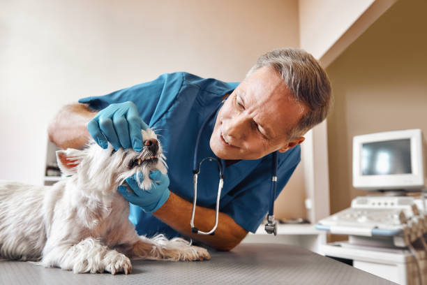 Best Emergency Dental Surgery in Rmichael, CA